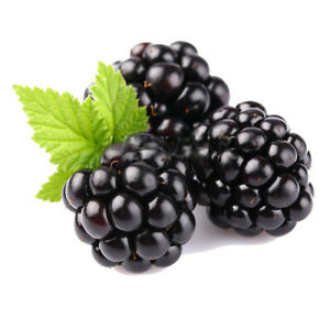 Blackberry Punnet