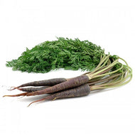 Carrot Dutch Purple Bunch
