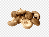 Mushroom Shiitake