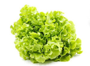 Oak Lettuce Green
