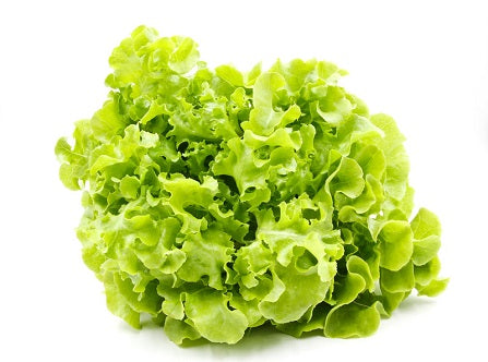 Oak Lettuce Green