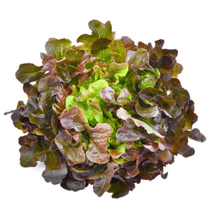 Oak Lettuce Red