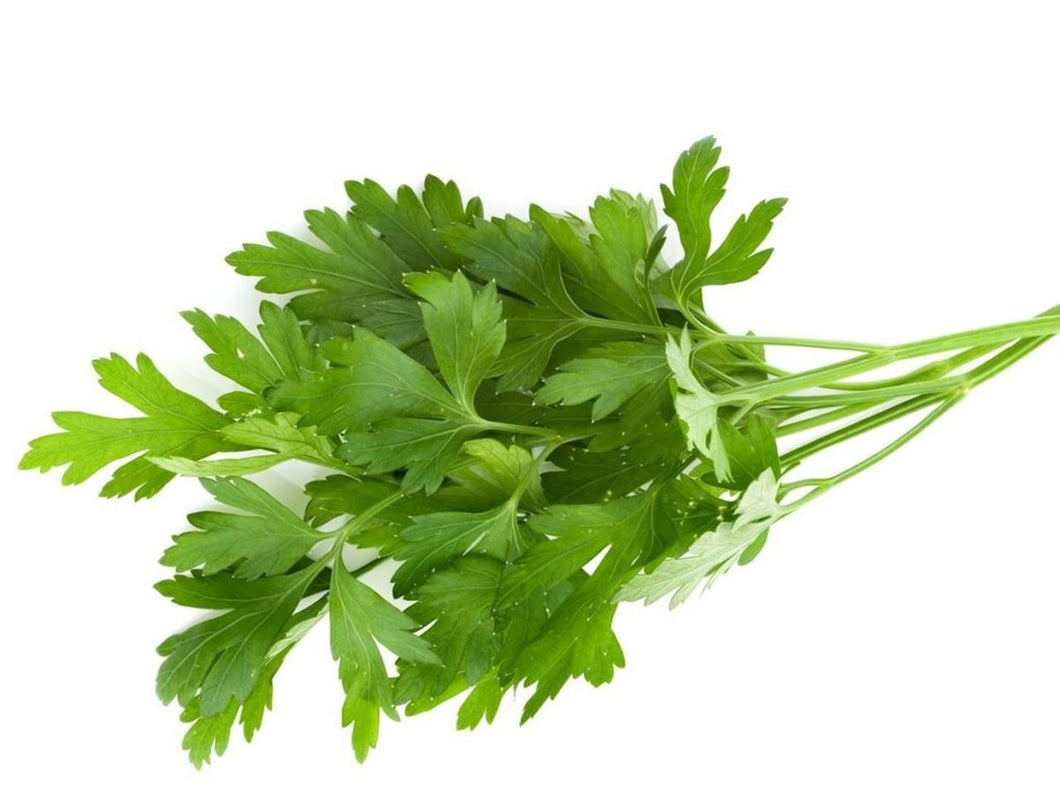 Parsley Continental Bunch