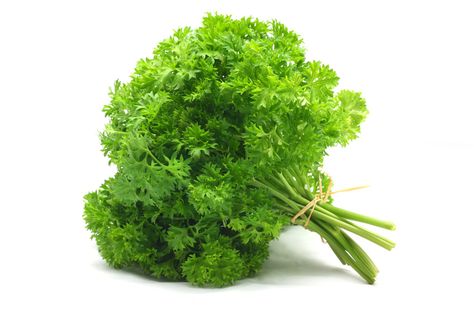 Parsley Curly Bunch