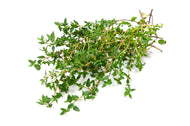 Thyme Bunch