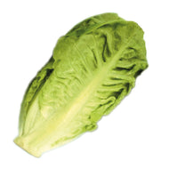 Cos Lettuce
