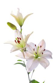 Lillies - White
